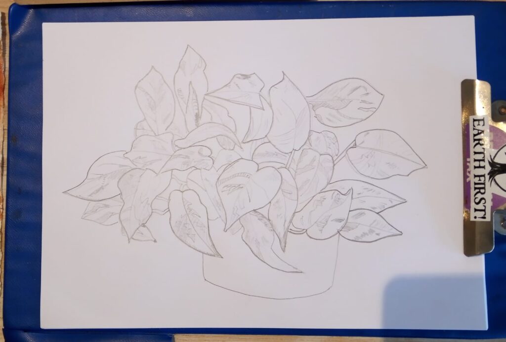 Plants sketch Liverpool - pencil